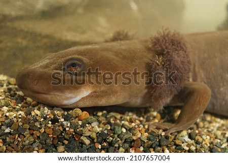 Closeup on the head of a rare neotenic adult coastal giant salamander, Dicamptodon tenebrosus with well developped red gills, form Northern Oregon