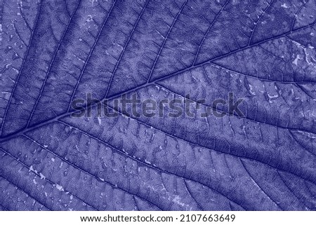 The leaf of the plant is purple. Background in Color of the Year 2022 very peri.