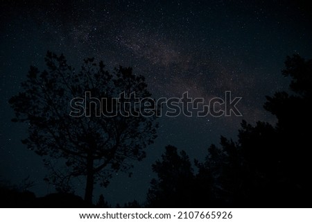 Milky Way over pine trees on foreground. Starry night sky fully with the stars.