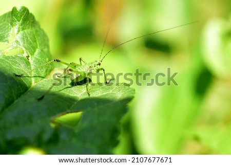 The picture shows a representative of the green grasshopper family with a small body, but huge hind legs.