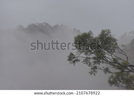 a eucalyptus tree contrasted against low clouds on a white out day in the Blue Mountains, NSW, Australia
