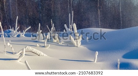 Snow-covered dry grass and branches of shrubs on the mountainside close-up in winter