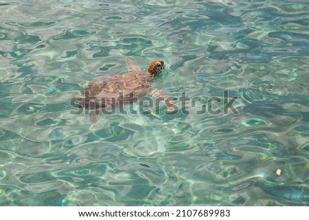 submerged green sea turtle, Chelonia mydas, gasping for air 
