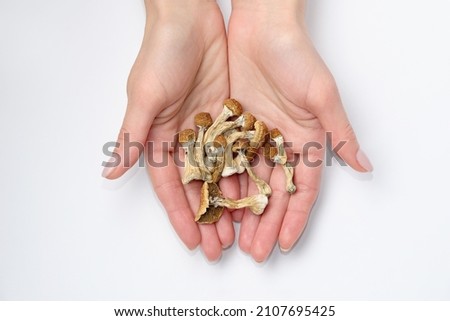 Psilocybin mushrooms in hands on white background.Isolated layout. Psychotropic therapy. Royalty-Free Stock Photo #2107695425