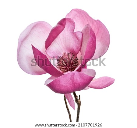 Purple magnolia flower, Magnolia felix isolated on white background, with clipping path                       
