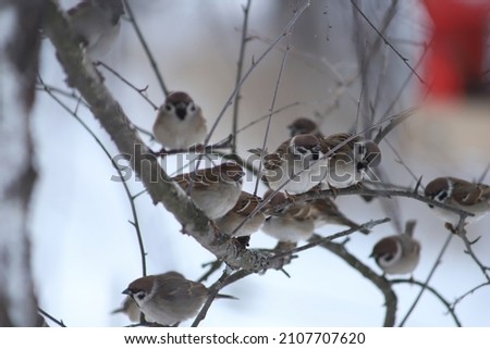 A flock of sparrows sits on a tree branch on a winter day. Passer montanus. Hungry sparrows sit on a bare tree branch near a red feeder. Winter songbirds.  Royalty-Free Stock Photo #2107707620