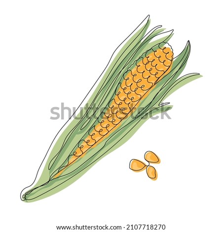 Ripe corn on the cob. Vegetables in line art isolated on white background.  Vector illustration  Royalty-Free Stock Photo #2107718270