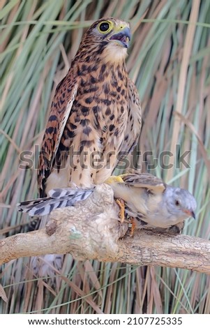 A falcon is preying on a small bird in the bush. This predatory bird has the scientific name Falco moluccensis. 
