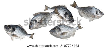 School of Dorado fish isolated on white background  Royalty-Free Stock Photo #2107726493