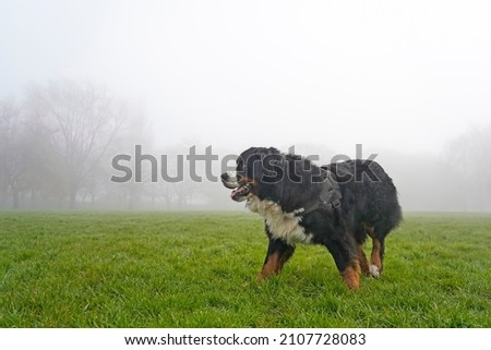 Large dog in the park, foggy winter day 