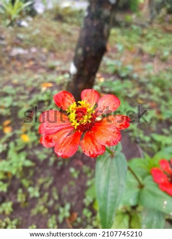 This is a red flower in my garden, i take the picture by my phone