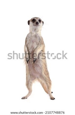 Cute meerkat stands on its hind legs and looks into the camera isolated on a white background
