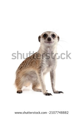 Cute meerkat into the camera isolated on a white background
