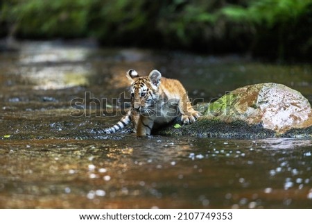 Bengal tiger cub is lying on a stone in a river stream. Horizontally.