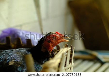 A hen is incubating her eggs in a nest basket made of bamboo