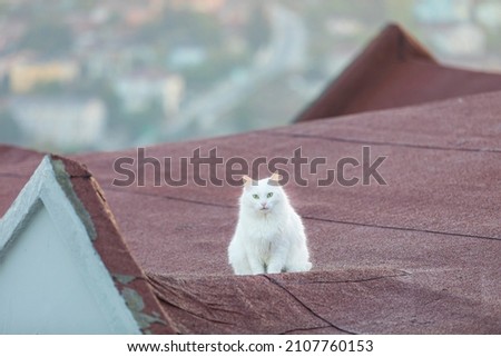 White Cat above the House Uskudar Istanbul Turkey