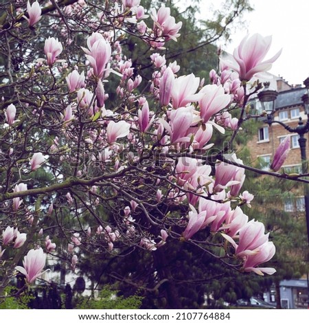 Blossoming magnolia against the backdrop of paris. spring in the city
