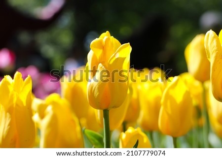 Close-up of yellow tulips in a field of yellow tulips