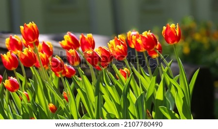 Red Yellow tulips with beautiful bouquet background, large format