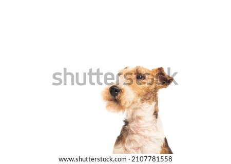 curly and purebred fox terrier isolated on white