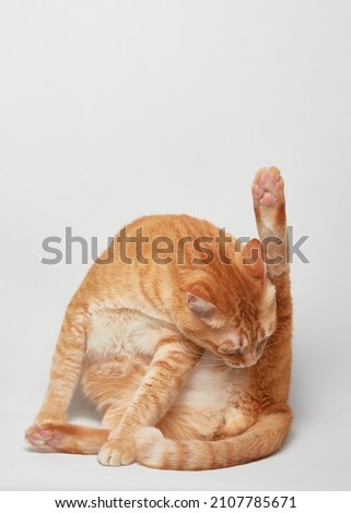 Fattened red with white cat sitting and licking butt to clean himself on white studio background Royalty-Free Stock Photo #2107785671