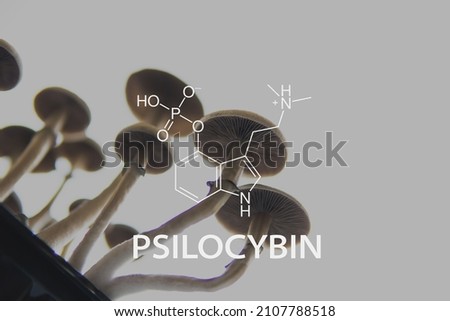 Psychedelic drug. Psilocybe fungi. Psilocybin chemical formula mushroom. Psilocybin Mushroom. Close up Magic shroom.