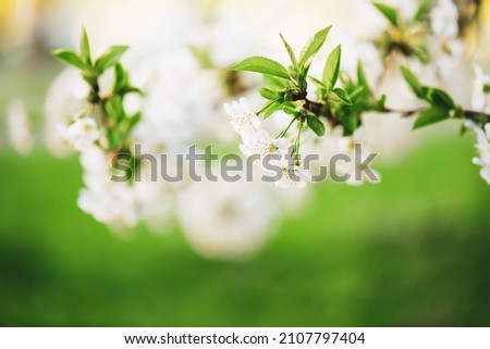 Blossoming of cherry flowers in spring time with green leaves and copyspace, natural seasonal floral background