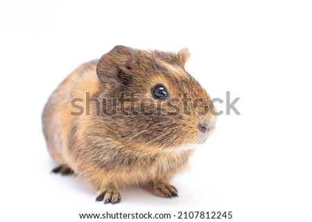 Funny-looking guinea pig isolated on white