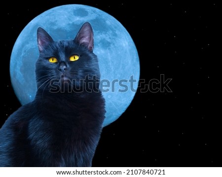 black cat on the background of the moon with stars