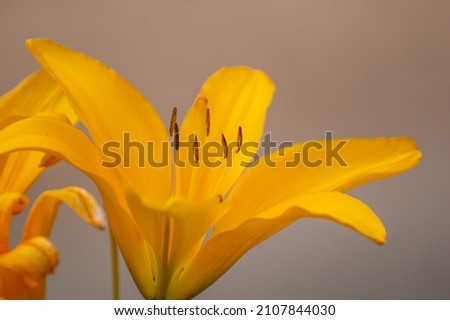 A closeup picture of an orange lilly
