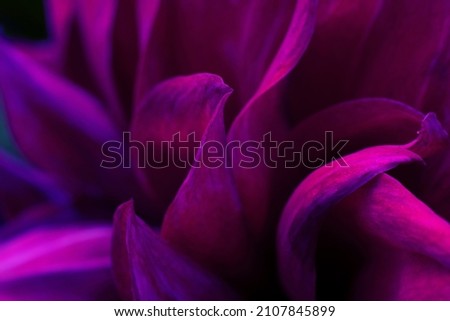 Floral backdrop as design element.Background made of lots delicate burgundy color petals.Photo filter macro Royalty-Free Stock Photo #2107845899
