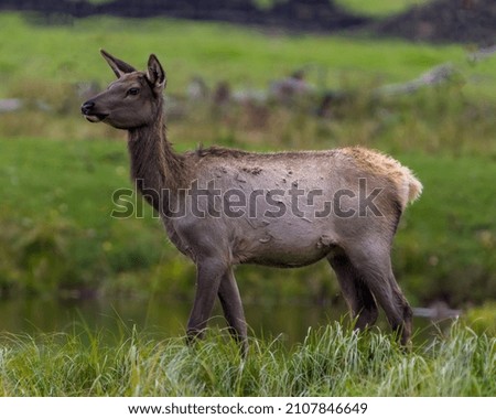 Elk female cow close-up side profile walking by the river with a blur background in its environment and habitat surrounding displaying its brown coat fur. Red Deer Image. Picture. Portrait.