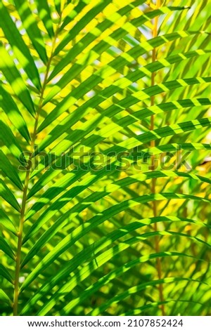 green palm leaf background with dew drops