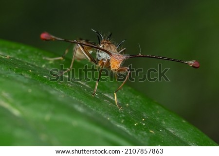 A close up shot of a stalk-eyed fly on a green leaf. Royalty-Free Stock Photo #2107857863