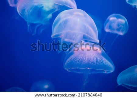 Closeup of Sea Moon jellyfish translucent blue light color and dark background.Aurelia aurita swimming underwater shots glowing jellyfish moving in water pattern.
 Royalty-Free Stock Photo #2107864040