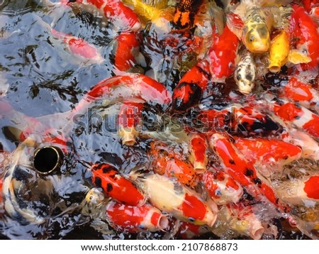 Koi fish swimming to the surface to reach their food in the pond