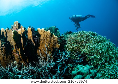 Various hard coral reefs in Gorontalo, Indonesia. Diver is swimming to look around the coral reefs. There are acropora, fire coral, branch coral, pillar coral and etc.