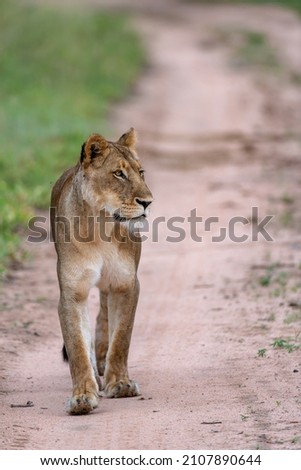 A lioness on a hunt walks down a road.