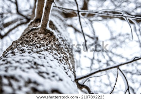 Snow storm in the woods Royalty-Free Stock Photo #2107892225