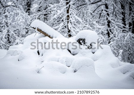 Snow storm in the woods Royalty-Free Stock Photo #2107892576