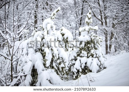 Snow storm in the woods Royalty-Free Stock Photo #2107892633