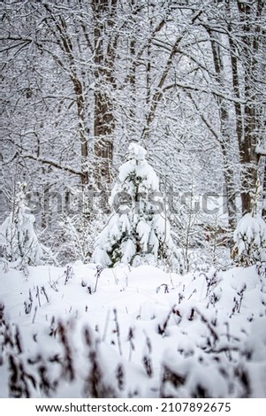 Snow storm in the woods Royalty-Free Stock Photo #2107892675
