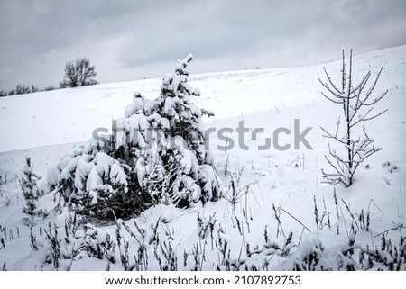 Snow storm in the woods Royalty-Free Stock Photo #2107892753
