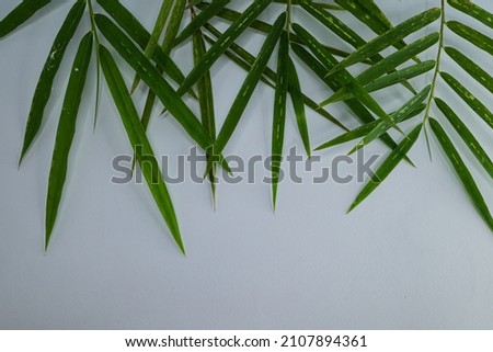 leaf texture isolated on white background with free space for text