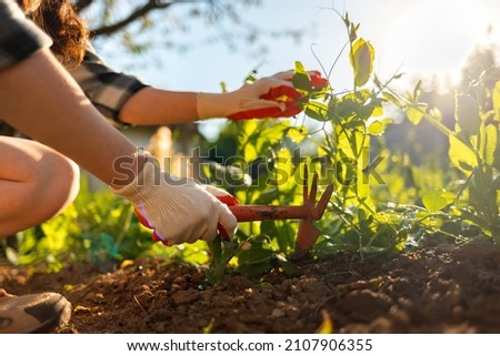 Summer gardening. Woman sitting near the green peas beds and weeding. Close up of hands. Organic agriculture. Sunlight. Royalty-Free Stock Photo #2107906355