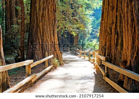 Redwood forest with wooden path at Muir Woods National Monument, California, USA Royalty-Free Stock Photo #2107917254