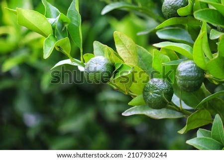 A small bergamot tree in the garden.