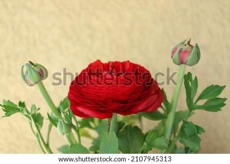 Red Ranunculus with buds, red ranunculus with delicate petals and green leaves, red blooming flower on yellow background, flower head, beauty in nature, floral photo
