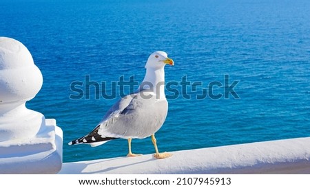 Beautiful picture of seagull in Spain