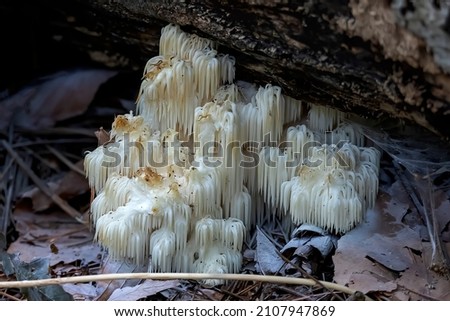 Lion's mane, (Hericium erinaceus ) also called monkey head mushroom, bearded tooth mushroom, satyr's beard, bearded hedgehog mushroom, pom pom mushroom, or bearded tooth fungus. Royalty-Free Stock Photo #2107947869